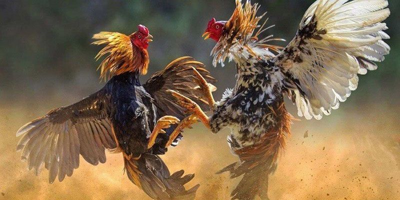 Cách nuôi gà chọi nêu rõ chế độ dinh dưỡng là rất quan trọng