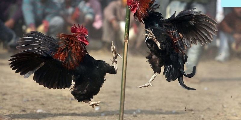 Cách nuôi gà chọi tốt là nên cho gà luyện cả kĩ thuật thi đấu và giao lưu