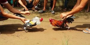 Đá Gà 67 one88 – Hệ thống chơi minh bạch và chuyên nghiệp