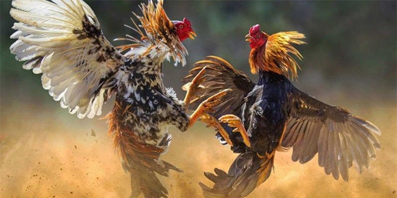 Làm sao để đặt cược đá gà 67?