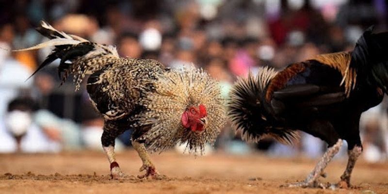 Giới thiệu về đá gà campuchia