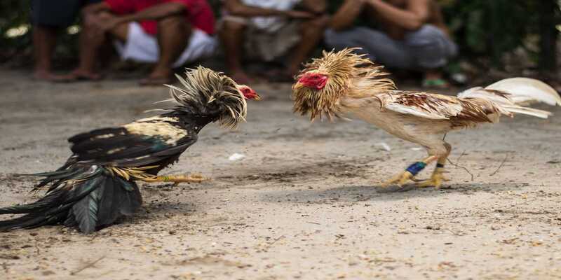 Kinh nghiệm khi tham gia đá gà campuchia