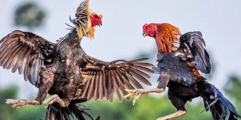 Tìm hiểu những kiến thức cơ bản ttrước khi chơi tại one88